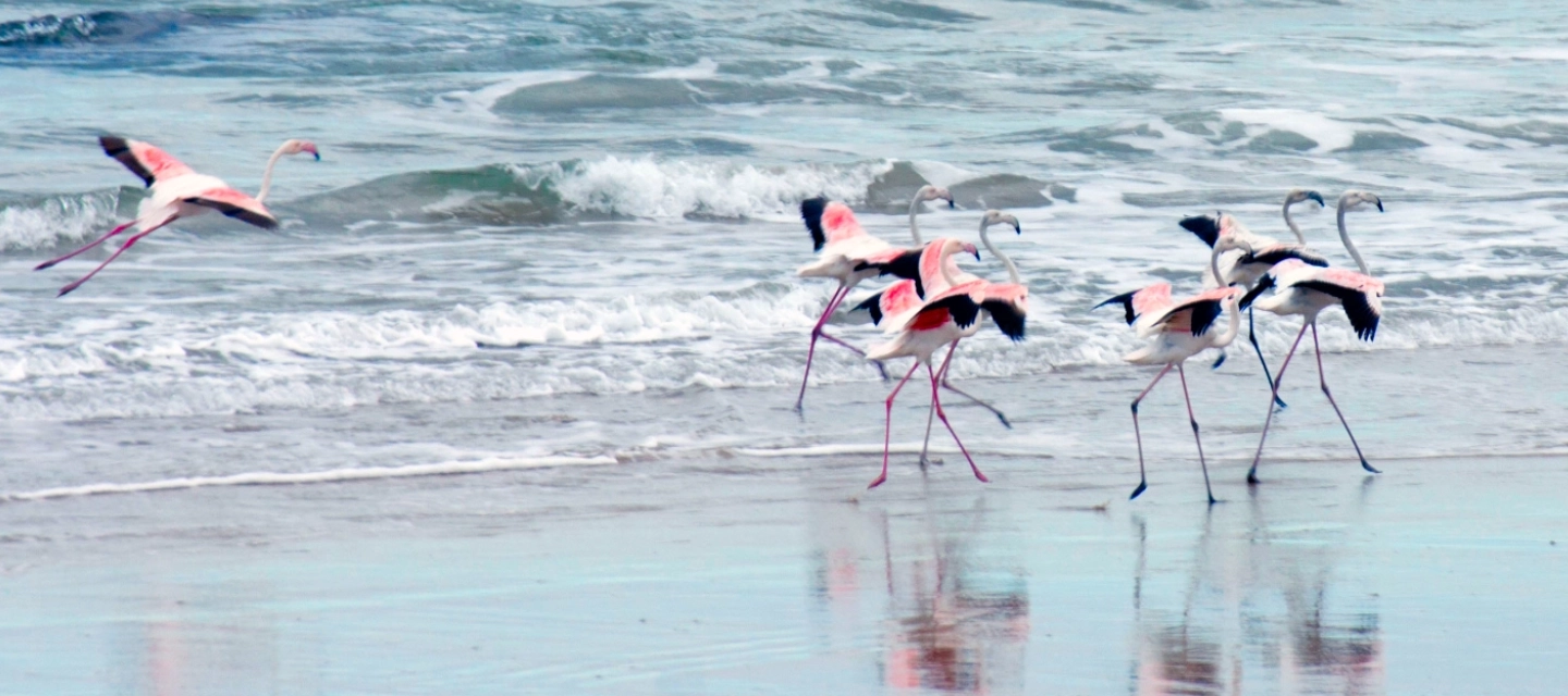 Pretty in Pink - Flamingos on the beach in Wilderness, Garden Route, South Africa