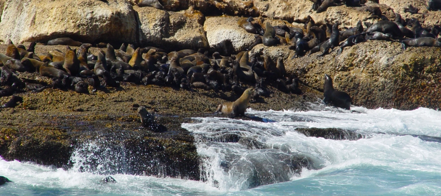 Seals at Robberg - Greater Plettenberg Bay (Bitou) municipality