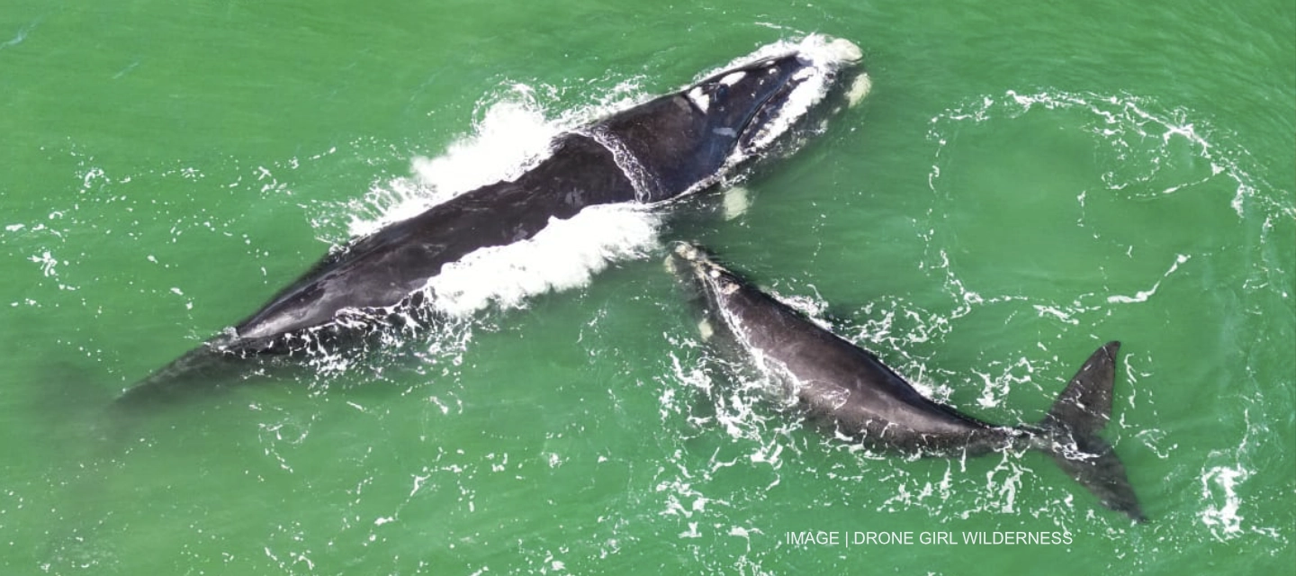 Image | Drone Girl Wilderness - You'll have a whale of a time in the Garden Route, South Africa