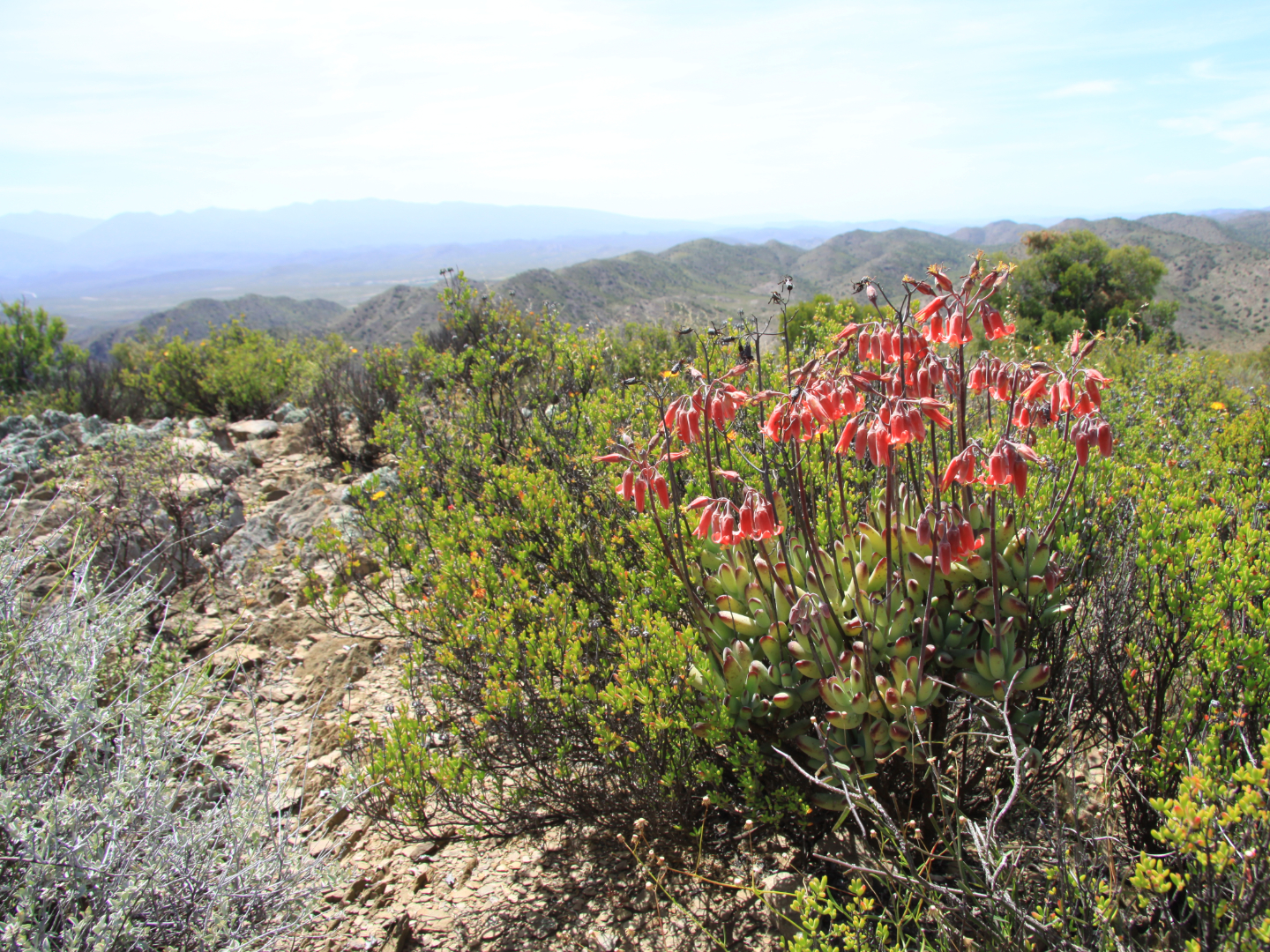 CREW Outramps - The Custodians of Rare and Endangered Wildflowers (CREW) programme is a citizen science initiative