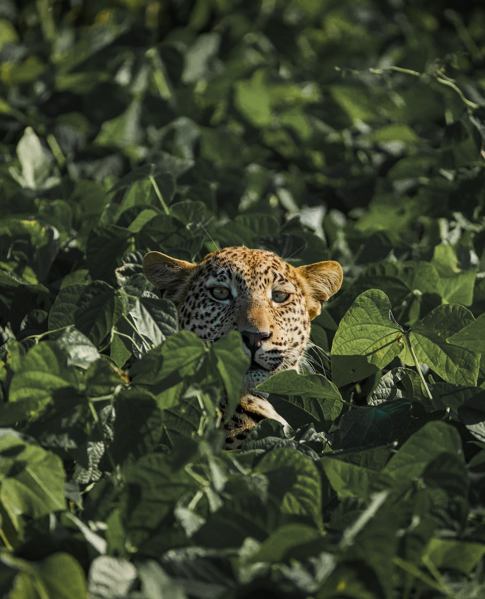 Landmark Leopard Foundation & Rewilding initiative by Dr Bool Smuts and his committed team