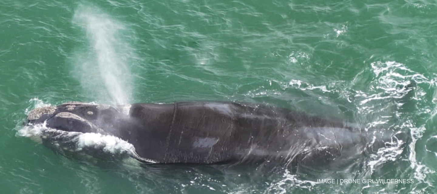 Image | Drone Girl Wilderness Southern Right Whales of the Garden Route - an unforgettable experience