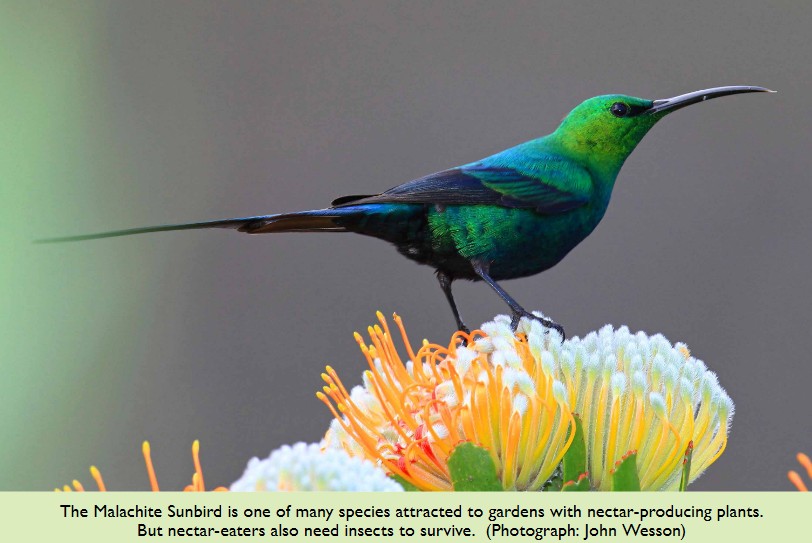 WESSA Eden - Malachite-Sunbird-IMAGE Copyright - JohnWesson