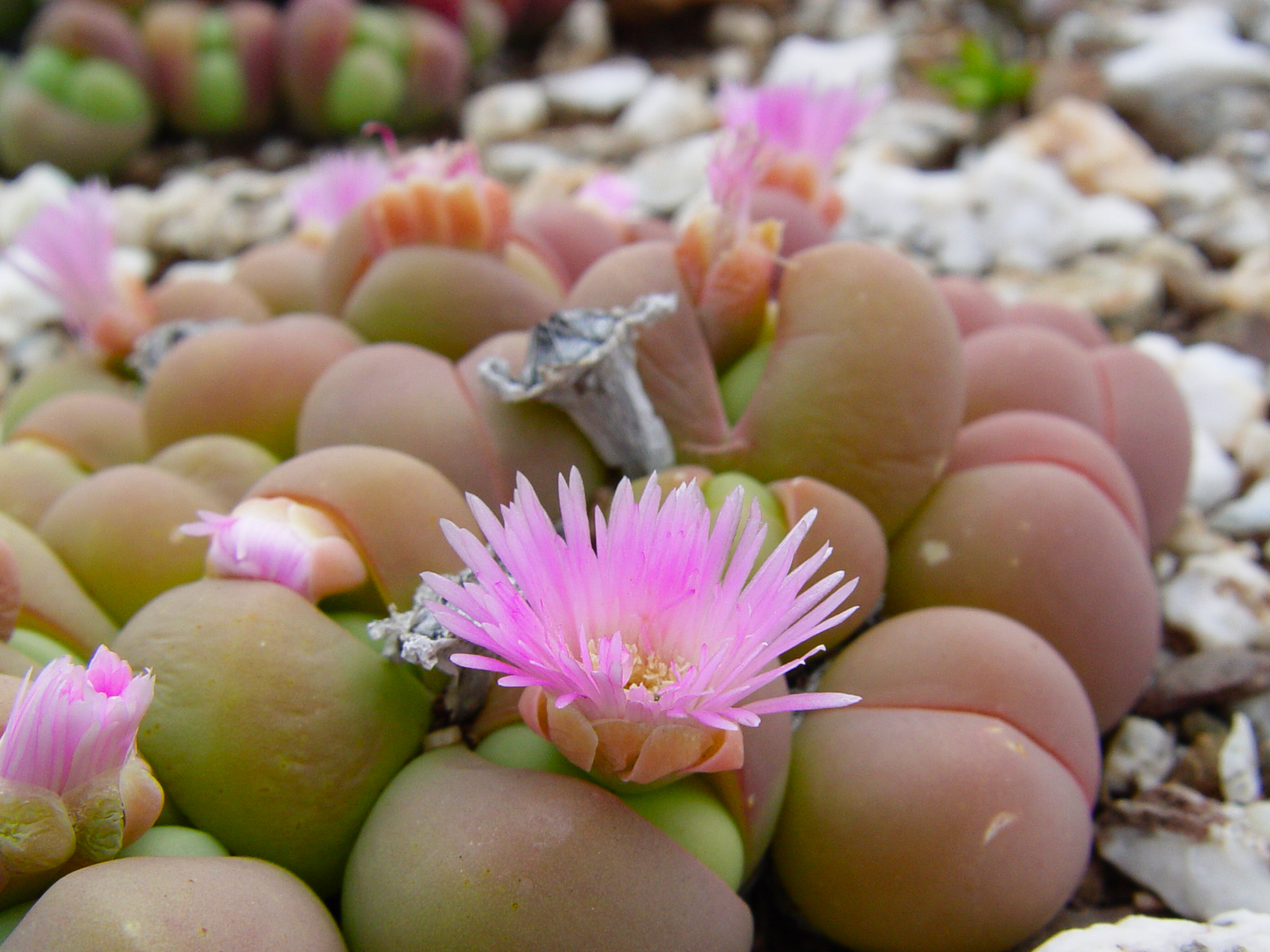 CREW - Custodians of Rare and Endangered Wildflowers - BabaBoudjies of the Karoo
