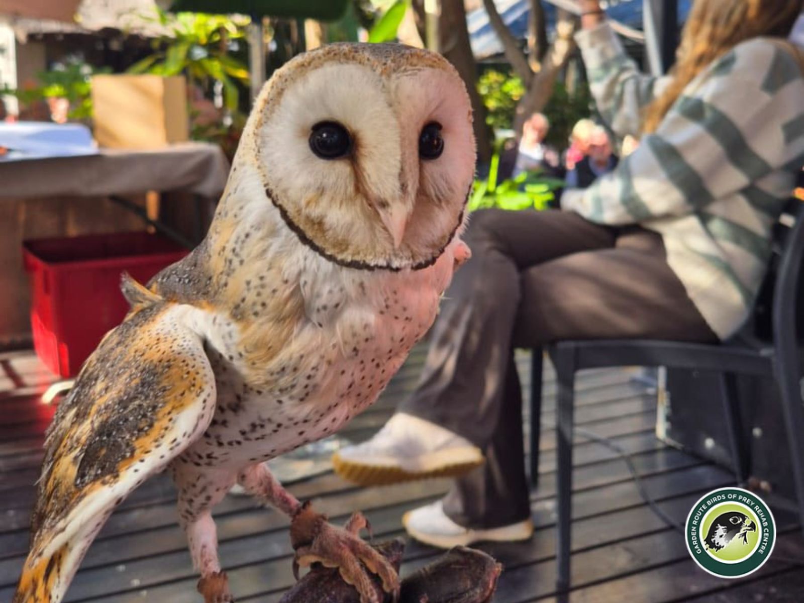 Garden Route Birds of Prey is located in George