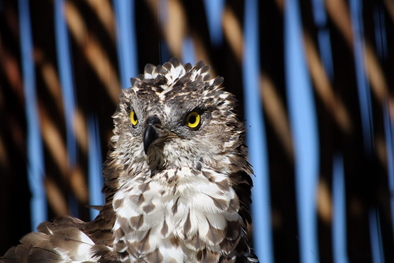 Garden Route Birds of Prey is located in George