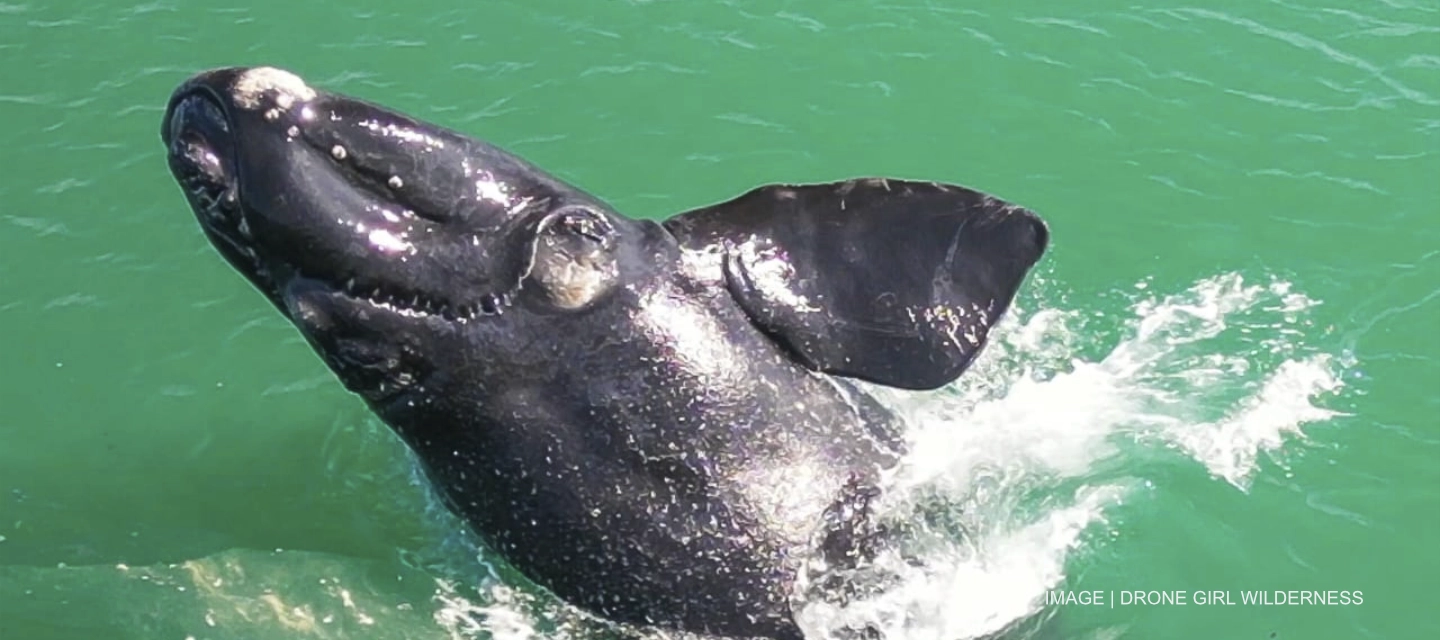 Image | Drone Girl Wilderness Southern Right Whales of the Garden Route - an unforgettable experience