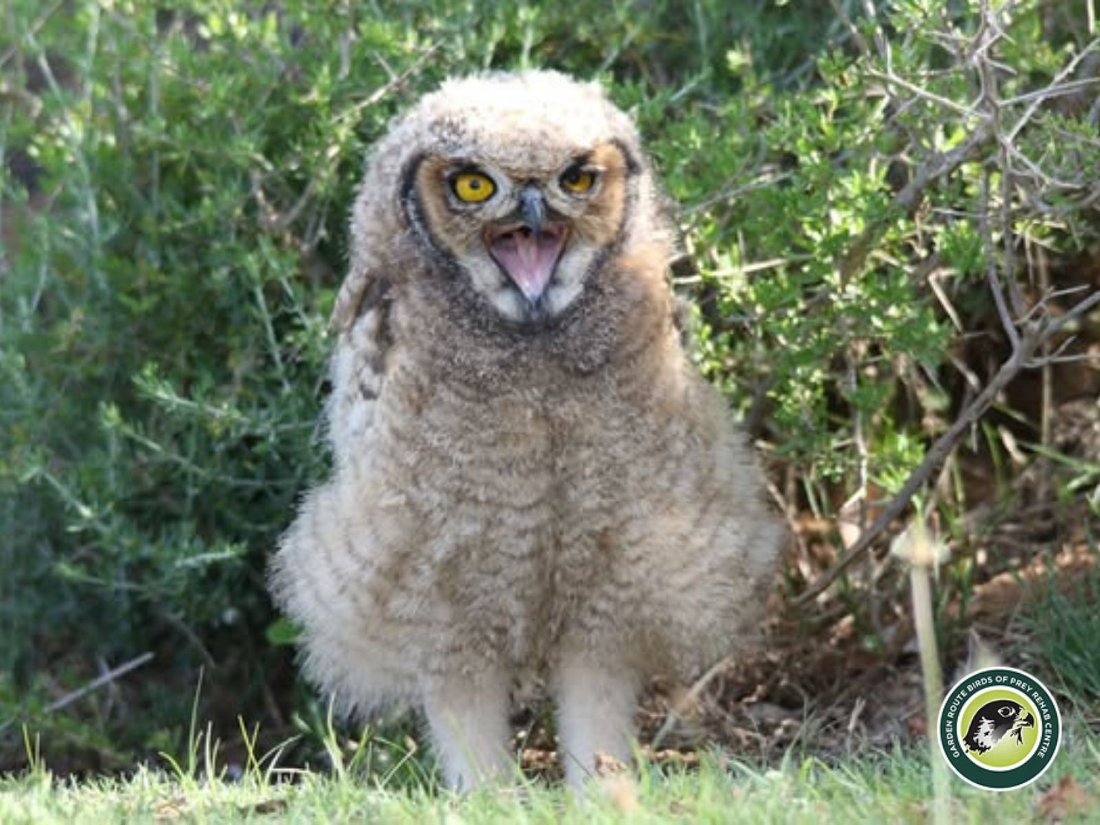 Garden Route Birds of Prey is located in George