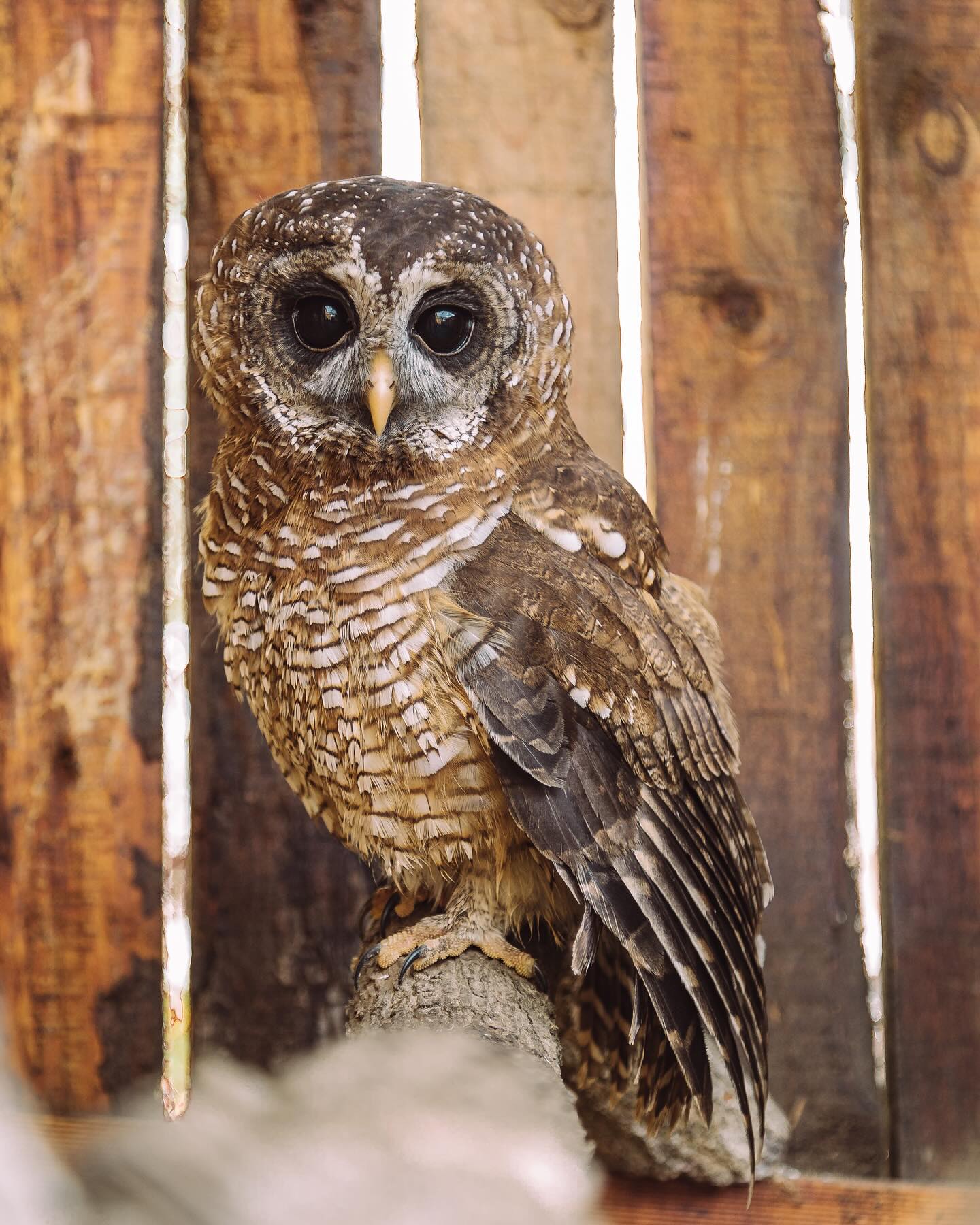 Garden Route Birds of Prey is located in George
